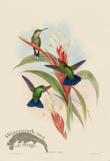 Gould Hummingbird 078